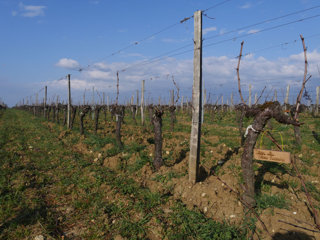 Виноградник на урожай